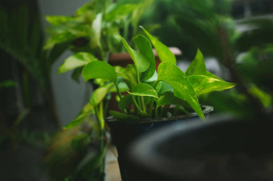are coffee grounds good for plants? Using coffee ground for plants