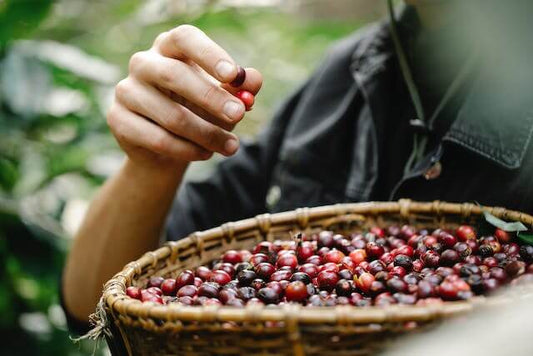 The Impact of Climate Change on Coffee Production
