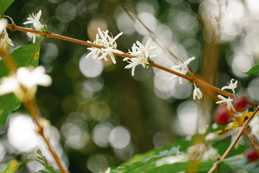 The Rise of Sustainable Specialty Coffee