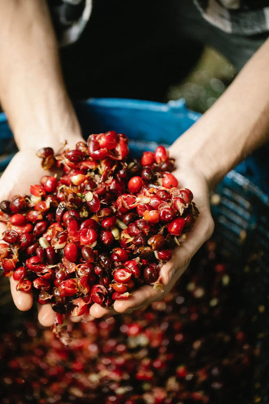 What are fully washed coffee beans