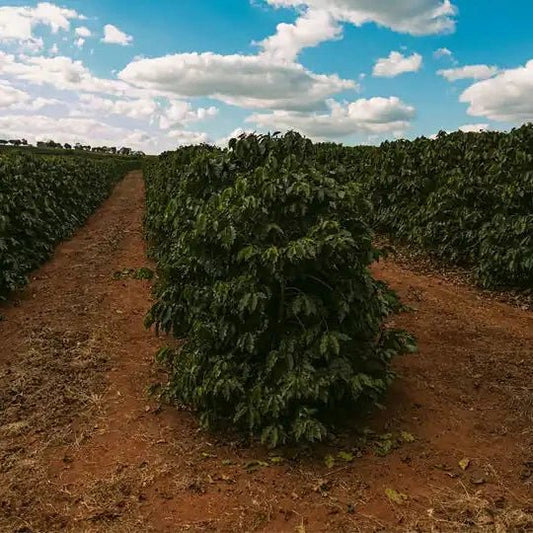 Brazilian Eagle coffee farm rows in Brazil under blue sky