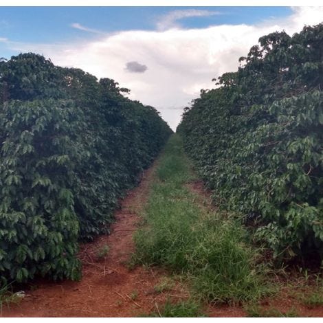Brazil single origin Speciality Coffee Beans roasted coffee wales