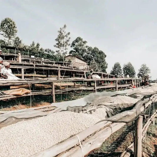 Burundi Red Bourbon coffee beans drying on raised beds at washing station