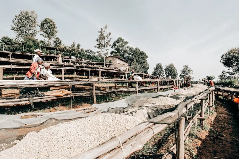 Burundi single origin Speciality Coffee Beans roasted coffee wales fully washed coffee beans