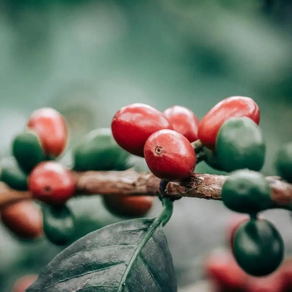 Decaf coffee beans