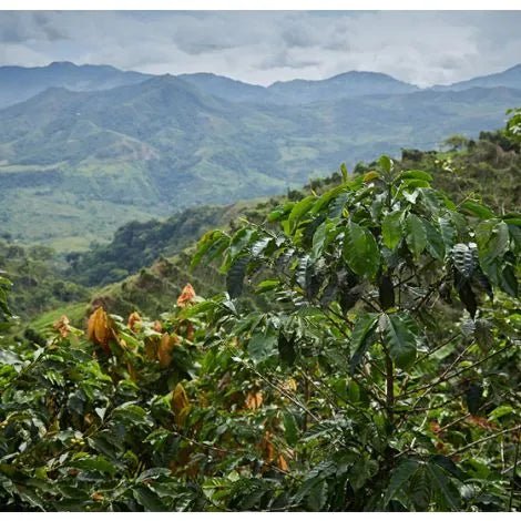 Dulima washed coffee from Colombia