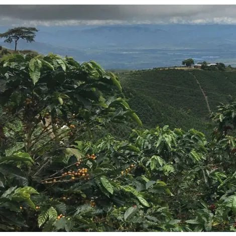 Dulima Colombia washed coffee