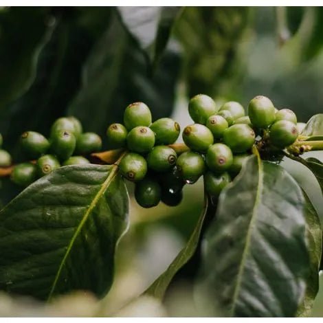 Dulima washed coffee from Colombia, showcasing processed coffee beans
