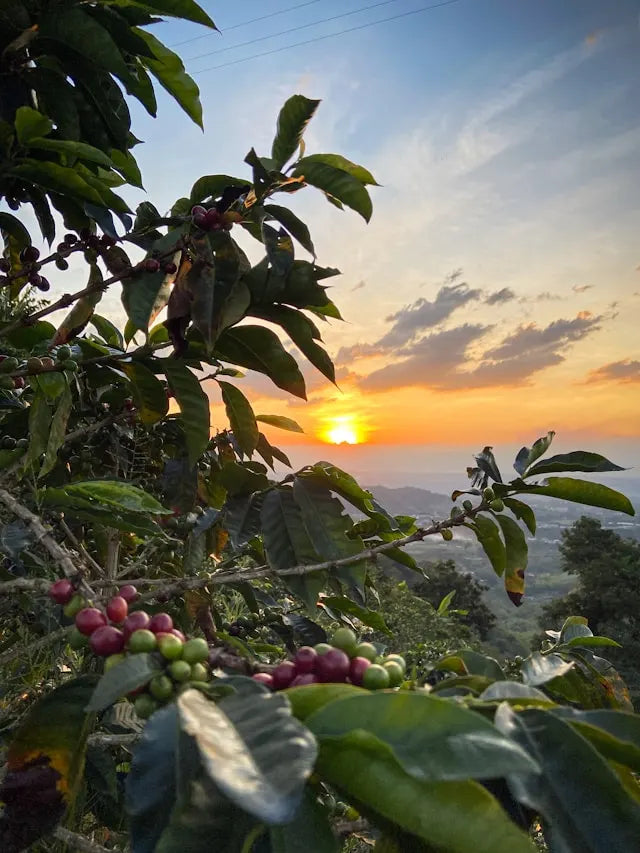 speciality coffee fresh roasted, subscription coffee uk