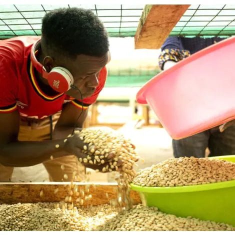 Mount Elgon in Uganda, showing fully washed coffee beans during processing