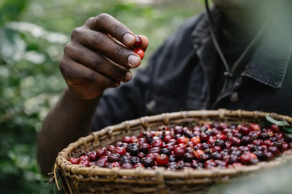 Climate Change and Coffee Production, Male holdering ripe coffee bean cherries
