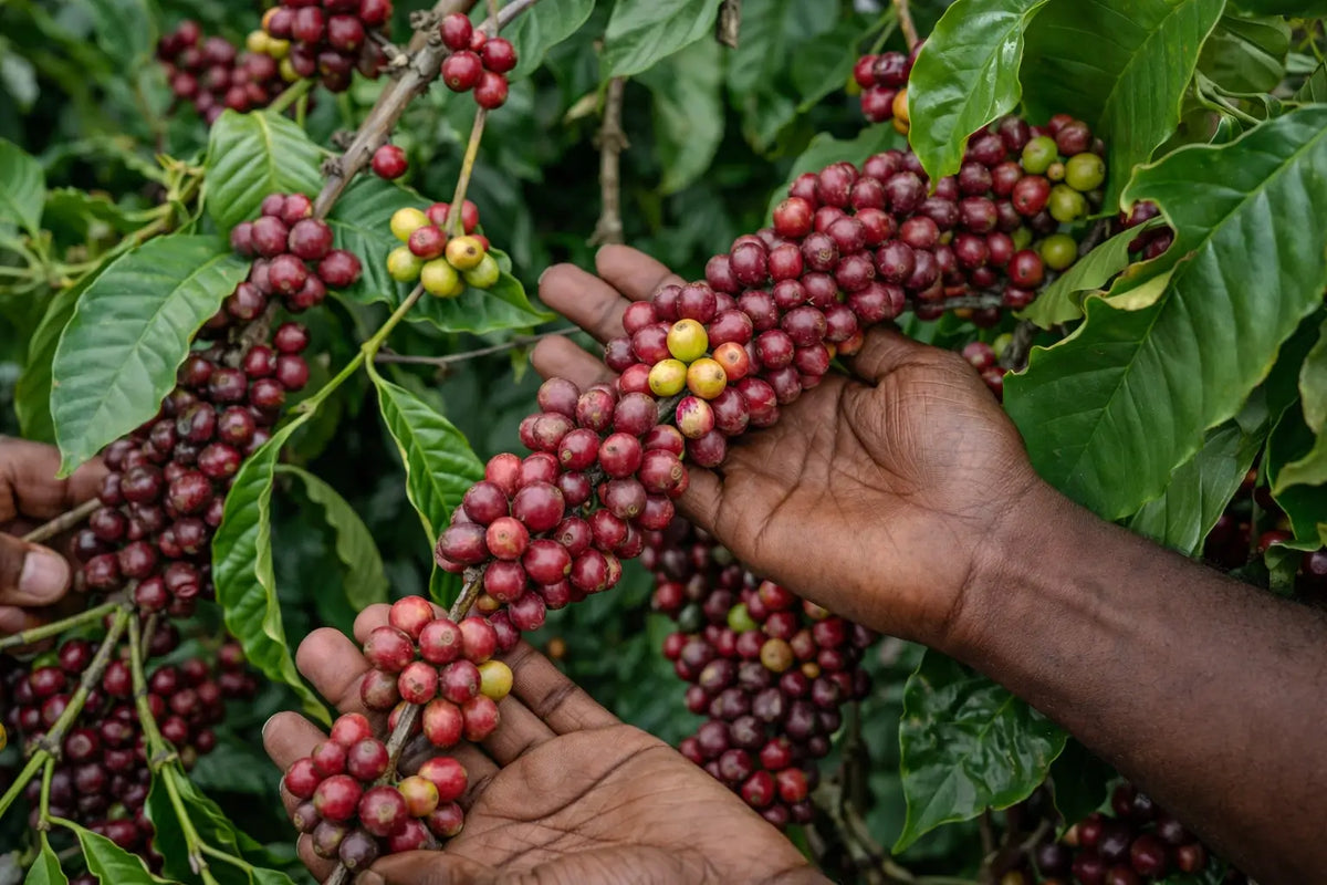 Coffee roastery sustainability audit