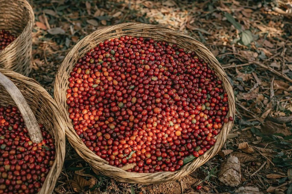 Ugandan coffee beans cherries in basket