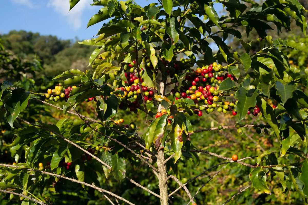 Arabica coffee plant with cherries