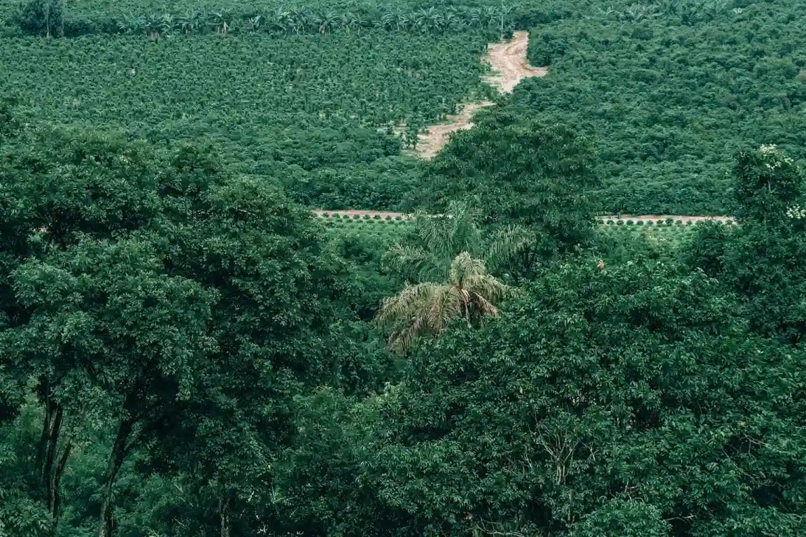 brazilian coffee, history, taste and information about the coffee