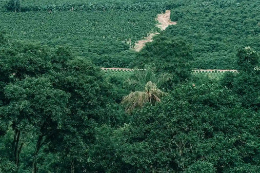 brazilian coffee, history, taste and information about the coffee