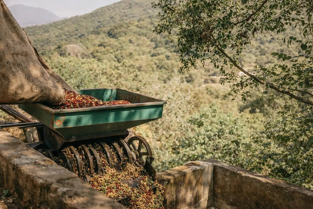 Burundi coffee beans being fully washed processed