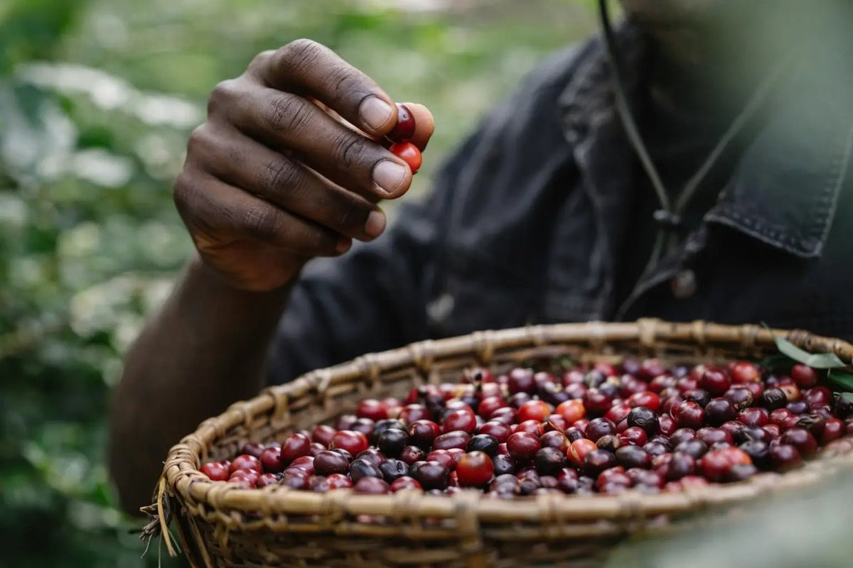 Climate Change and Coffee Production, Male holdering ripe coffee bean cherries