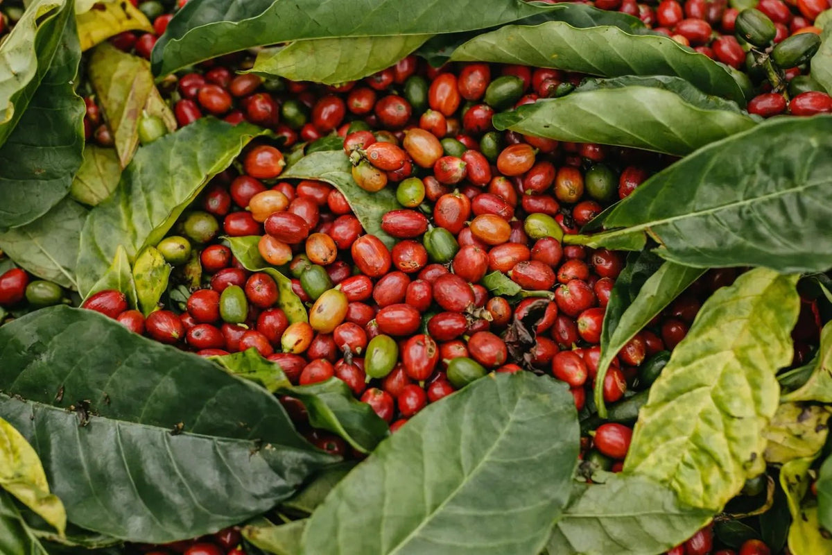 Costa Rica coffee beans cherries