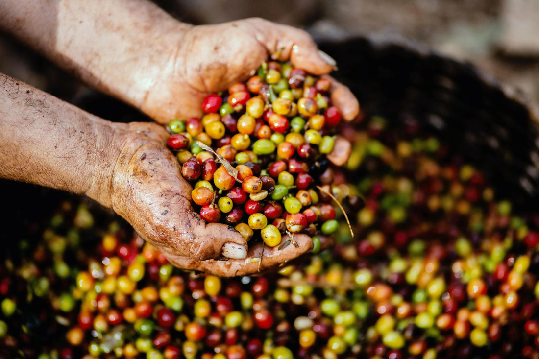 Speciality coffee and it's environmental impact