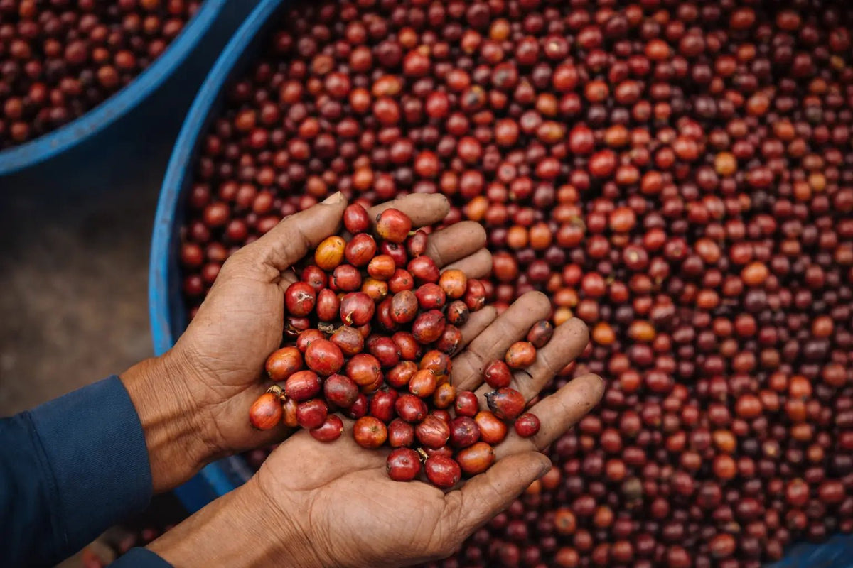 Guatemalan coffee beans, red cherries
