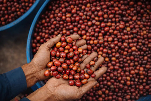 Guatemalan coffee beans, red cherries