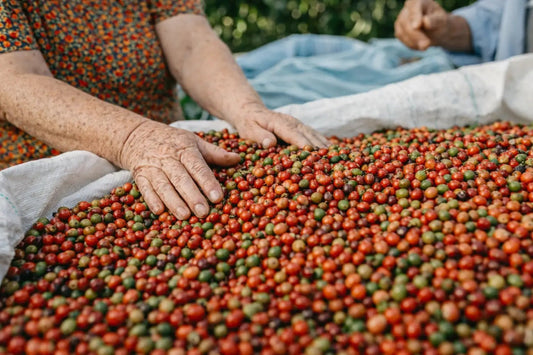 Peru coffee beans ripe and being sorted