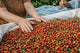 Peru coffee beans ripe and being sorted