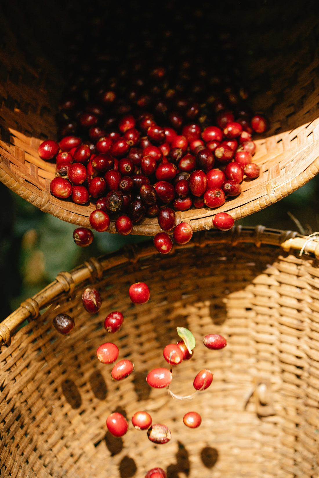 Coffee cherries falling into basket