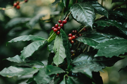 Speciality Coffee: How It’s Changing the Lives of Colombian Farmers