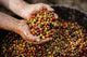 Environmental impact of speciality coffee beans