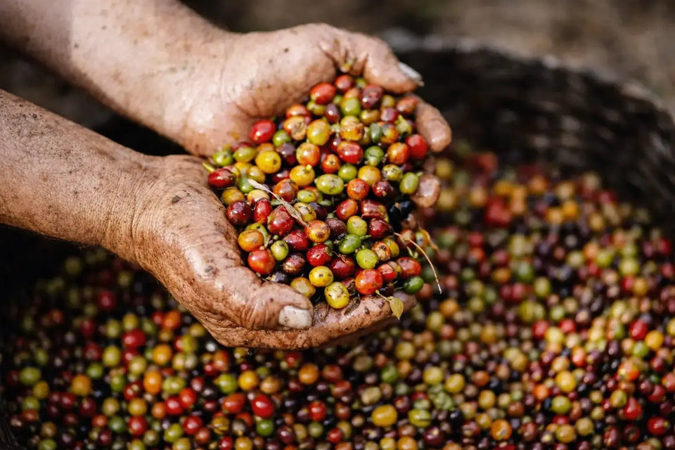 Environmental impact of speciality coffee beans