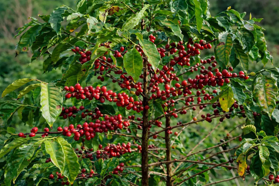 Traceability and Quality of speciality coffee beans growing on a plant