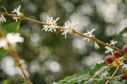 Growing coffee plant, with flowers