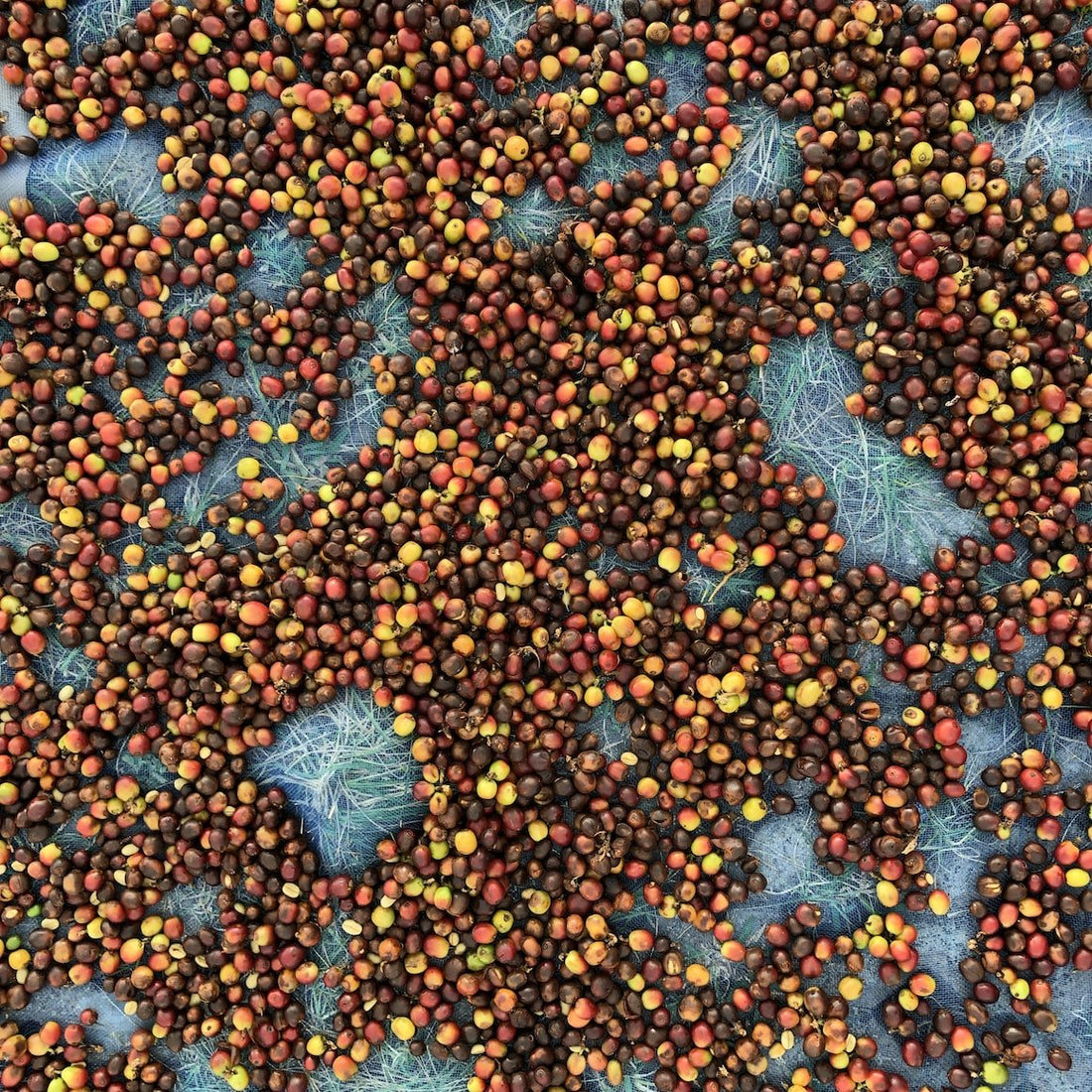 What is the"natural process"?
