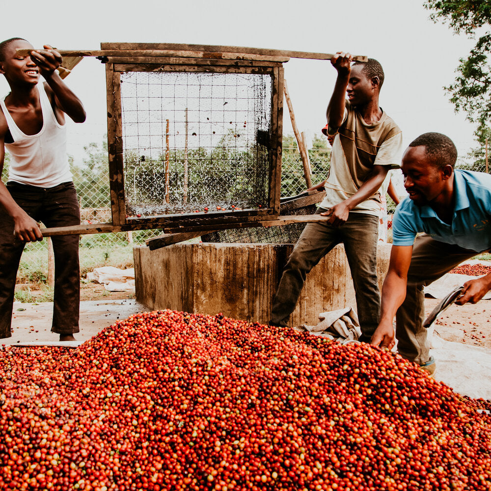 Uganda single origin Speciality Coffee Beans roasted coffee wales