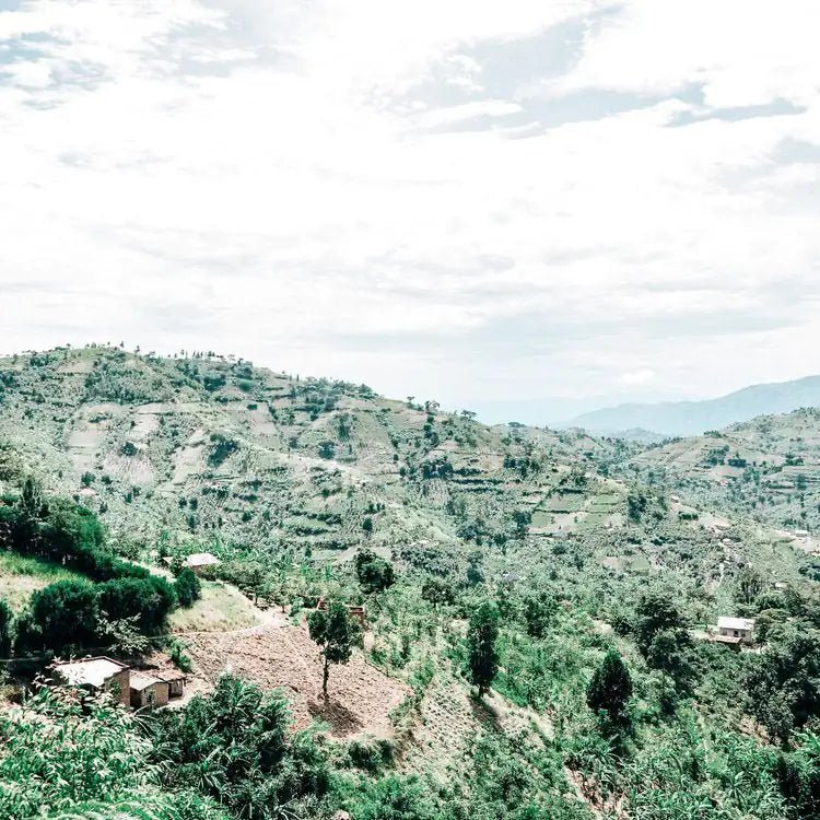 Ugandan coffee farmers sorting coffee cherries for African Moon natural process