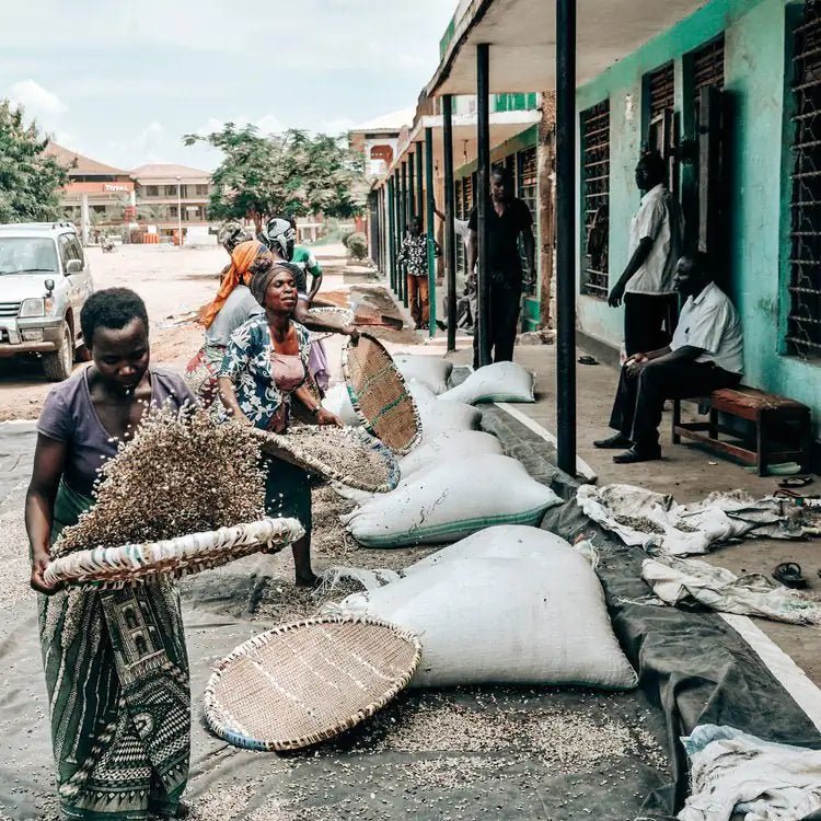 Coffee producer standing beside ripe coffee cherries for African Moon Uganda natural
