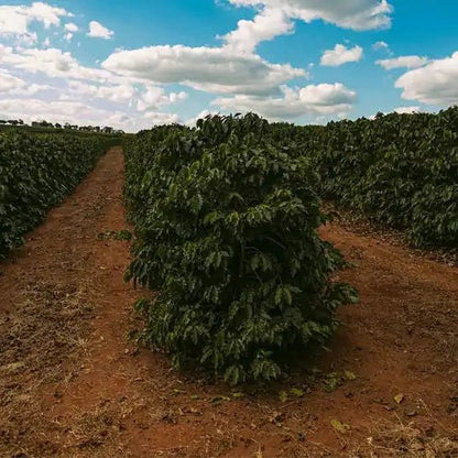 Brazilian Eagle coffee farm rows in Brazil under blue sky