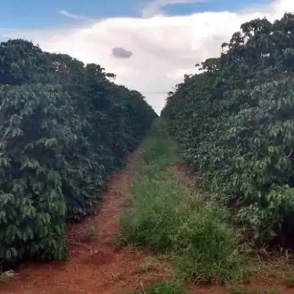 Brazilian coffee farm row between coffee trees