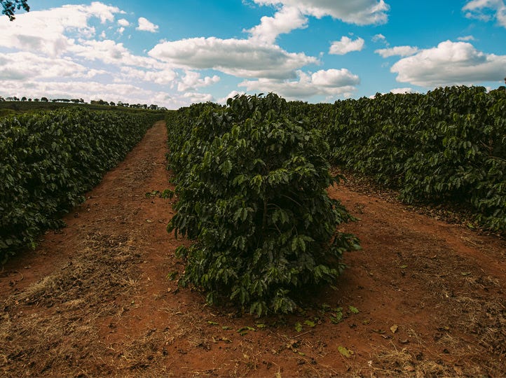 Brazil single origin Speciality Coffee Beans roasted coffee wales