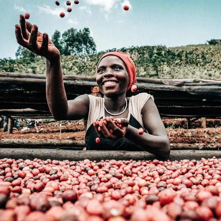Burundi coffee producer sorting ripe Red Bourbon cherries during harvest