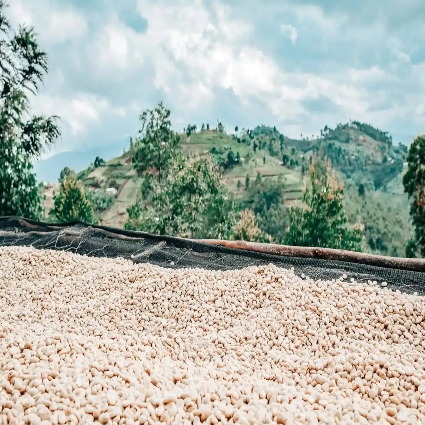 Decaf coffee beans drying on raised bed in Colombian highlands