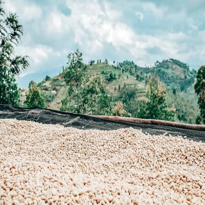 Decaf coffee beans drying on raised bed in Colombian highlands
